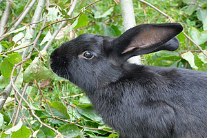 Ein schwarzes Kaninchen auf der Weide.