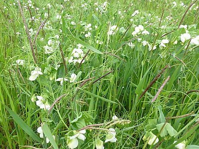 Ebsen in Blüte mit überragenden Ackerfuchsschwanzähren .