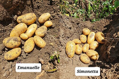 Knollen der Kartoffelsorten Emanuelle und Simonetta