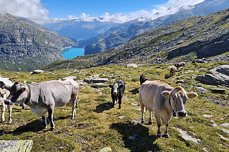 Kühe auf einer steinigen Alp mit See im Hintergrund.