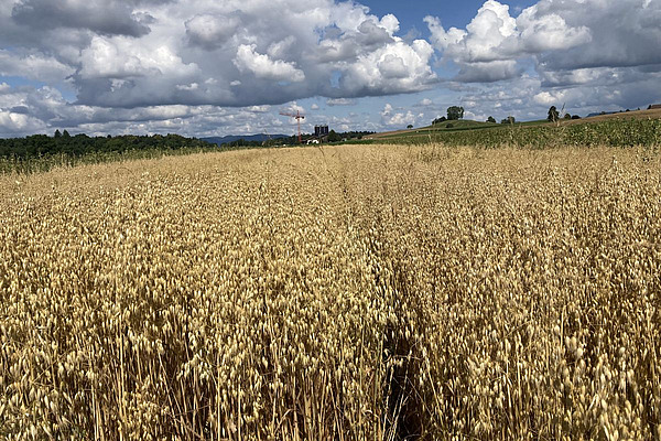 Blick auf ein Winterhaferfeld mit verschiedenen Sorten.