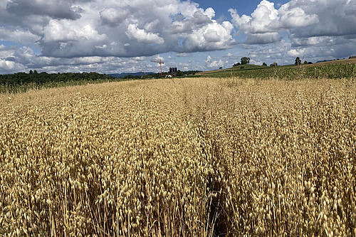 Blick auf ein Winterhaferfeld mit verschiedenen Sorten.
