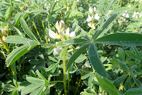 Weisse Blüten der Weissen Lupine.