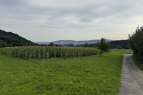 Ein Maisfeld neben einem Feldweg.