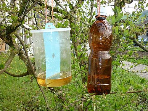 Falle links: durchsichtiger Platikbehälter mit blauem Fangstreifen. Falle rechts: braune Petflasche