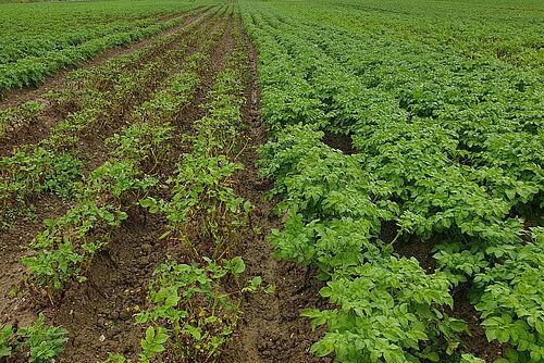 Feld mit zwei Sorten Kartoffelstauden, rechts wüchsig und grün, links stark reduziert durch Krankheitsbefall.