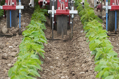 Landwirtschaftliche Maschine fährt durch Reihen.