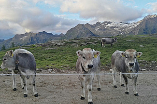 Drei Grauviehkälber auf einer Alp.