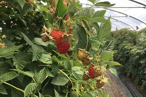 Bio-Himbeeren