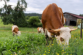 Nahaufnahme einer behornten Fleckvieh Kuh, die auf einer blumigen Wiese weidet.