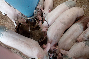 Ferkel von oben um einen Futtertrog