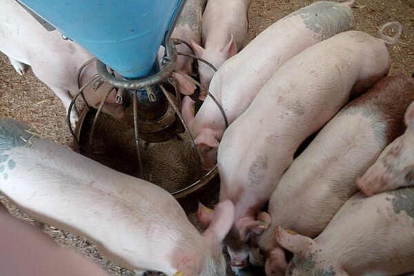 Foto: FiBL, Barbara Früh Ferkel von oben um einen Futtertrog