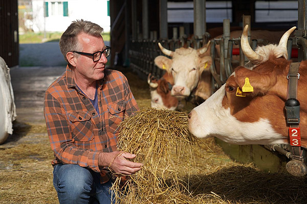 Christophe Notz füttert eine Kuh mit Heu.