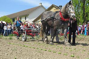 De nombreux observateurs attentifs devant un mulet qui tire une sarcleuse.