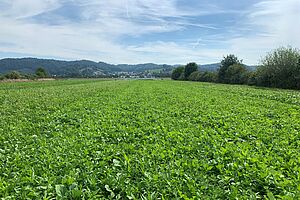 Zwischenfrucht auf einem Feld.