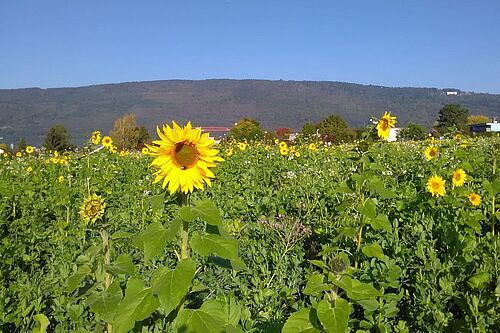 Gründüngung Sonnenblumen Feld