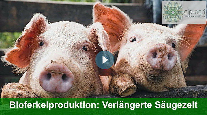 Screenshot des Videos, zweo Ferkel schauen in die Kamera