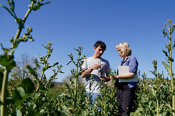 Zwei Menschen stehen in einem Feld und schauen sich Pflanzen an.