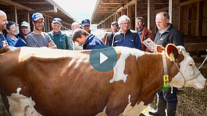 Bauern stehen rund um eine Kuh