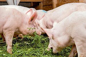 Titelseite Merkblatt mit Schweinen, die im Stall Gras fressen.