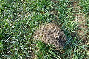 Ein abgetrocknetes Grasbüschel in einem jungen Weizenfeld.
