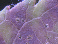 Kleine, nekrotische, dunkle Flecken auf der Blattoberseite mit den rundlich-ovalen Acervuli (Fruchtkörper) in den die Sporen zur Weiterverbreitung gebildet werden. Foto: FiBL