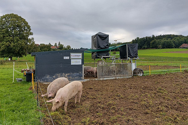 Im Vordergrund zwei wühlende Mastschweine auf der Weide, im Hintergrund der mobile Stall.