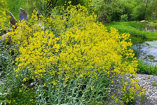 Wildpflanze mit gelben Blüten.