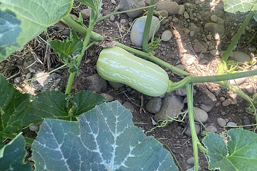 Ein länglicher Kürbis im Feld, befestigt an seiner Pflanze. 
