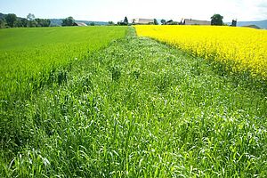 Rechts blühender Raps, in der Mitte Gras, linkss saftig grüner Dinkel