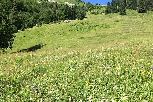 vorne blühende Alpwiese, hinten kleine Büsche in der Wiese