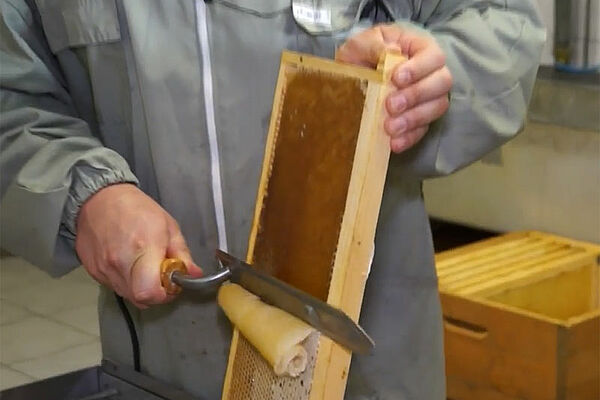Imker beim Abdeckeln einer Honigwabe mit beheiztem Messer