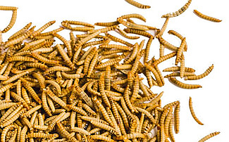 Insektenlarven