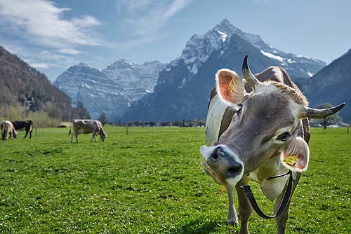 Eine Kuh auf einer ebenen Weide neigt den Kopf zur Seite, im Hintergrund Schneebergen