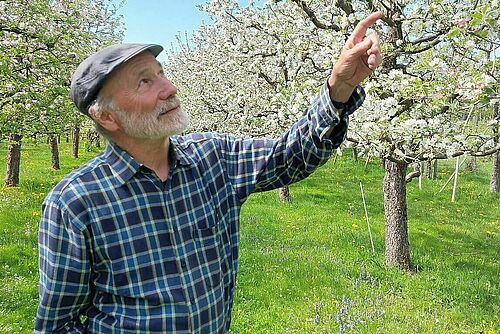 Ein Mann im Obstgarten zeigt auf einen Baum