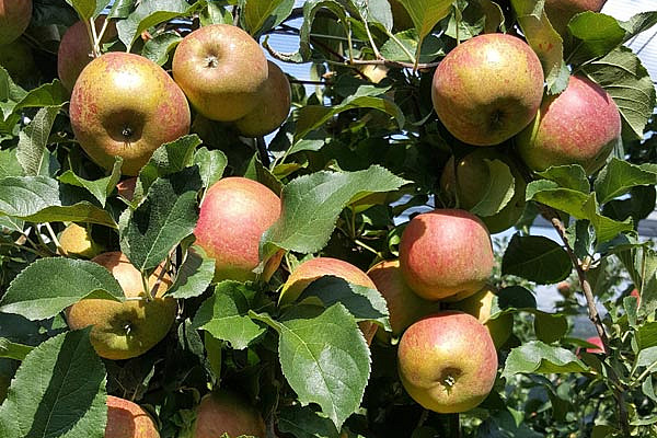 reife Äpfel am Baum