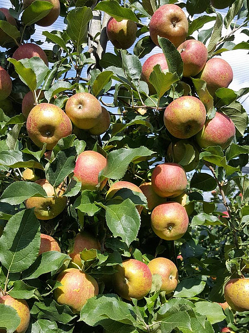 reife Äpfel am Baum