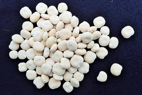 Ein Haufen weisser Samen der Lupine.