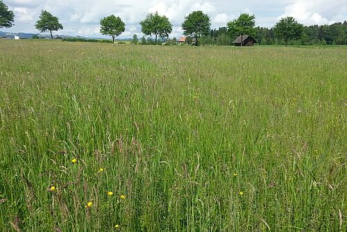 Grossflächige Wiese mit blühenden Gräsern