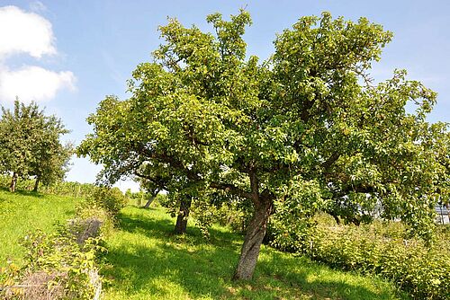 Hochstammobstbaum neben Blühstriefen