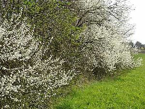 Weiss blühende Hecke.