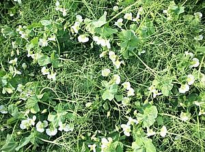 Erbsenpflanzen zurzeit der blüte (weisse Blüten)