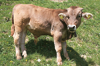 Stierkalb auf der Weide