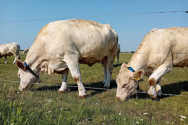 Grasende weisse Kühe mit Sensoren am Halsband.