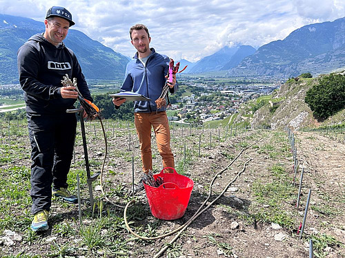 Zwei Männer in einem Weinberg mit einem Plastickessel und Werkzeug.