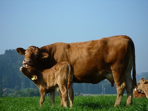  Mutterkuh mit Kalb. Foto: FiBL, Johanna Probst 