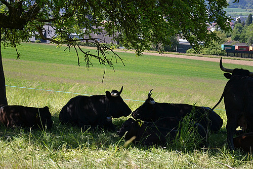 Eine Gruppe von Eringer-Kühen liegt unter einem Baum im Schatten.