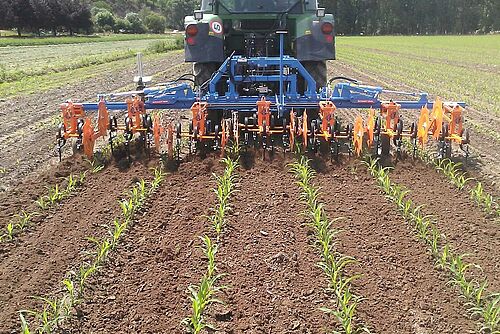 Blau-gelbes Hackgerät im Heckanbau an Traktor im Maisfeld