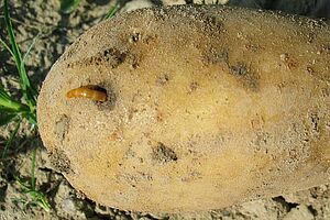 Eine Kartoffelknolle mit einem Drahtwurm, der sich halb in der Knolle, halb ausserhalb der Knolle befindet.