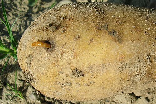 Kartoffelknolle mit herausschauendem Drahtwurm